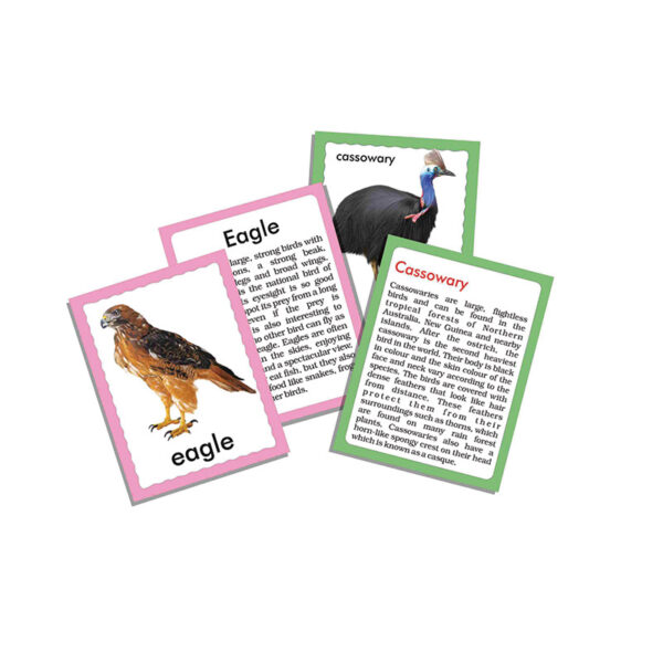 Creative's- Discover Birds